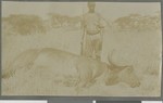 Water buffalo, Cabo Delgado, Mozambique, 1918
