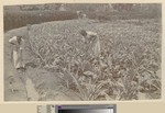 Sisal cultivation, Blantyre, Malawi, ca.1925