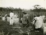 712. Jamaica: harvesting sisal hemp