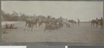 Battery mules on a river bank, Cabo Delgado, Mozambique, April-July 1918