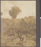 Collecting water, Cabo Delgado, Mozambique, 1918
