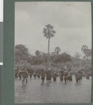 Carriers crossing a river, Cabo Delgado, Mozambique, August 1918
