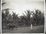 Pflanzung Ca da Zambesea, Plantation of the Zambesi Company